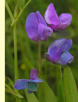 Чина болотная (L.Palustris L.) Чина болотная (L.Palustris L.)